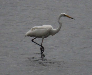 Great Egret Kasai Rinkai Park Tue, 4/23/2024