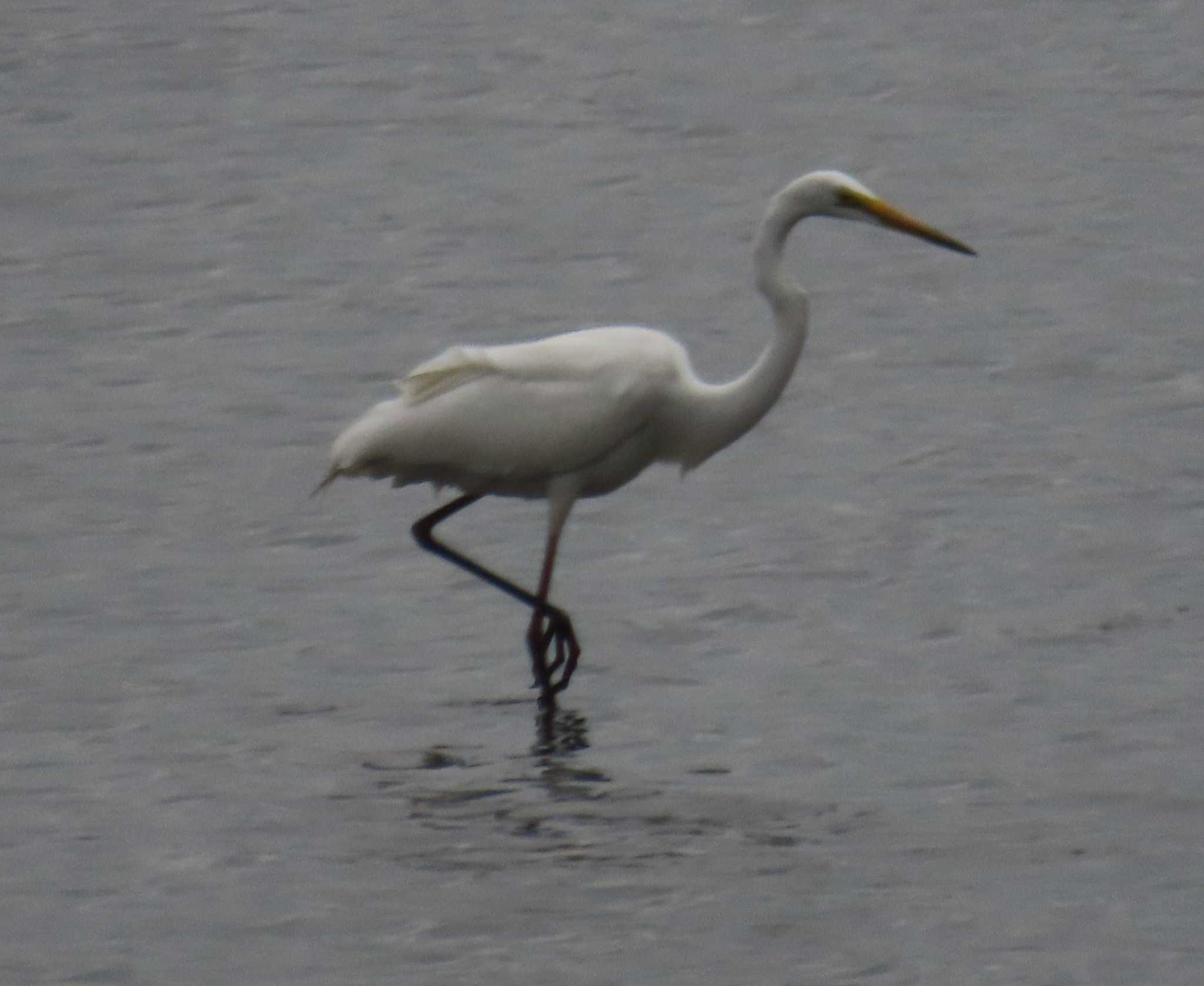 Photo of Great Egret at Kasai Rinkai Park by チョコレート