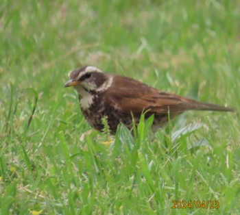 Dusky Thrush Kasai Rinkai Park Tue, 4/23/2024