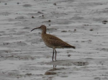 Eurasian Whimbrel Kasai Rinkai Park Tue, 4/23/2024