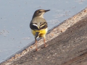 Grey Wagtail 桃泉貯水池 群馬県 Sat, 4/13/2024