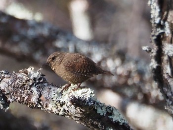 Eurasian Wren Senjogahara Marshland Sun, 4/14/2024