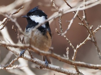 Coal Tit 伊香保森林公園 Sat, 4/13/2024