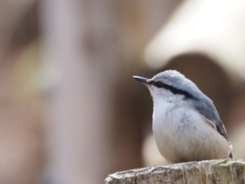 Eurasian Nuthatch 伊香保森林公園 Sat, 4/13/2024