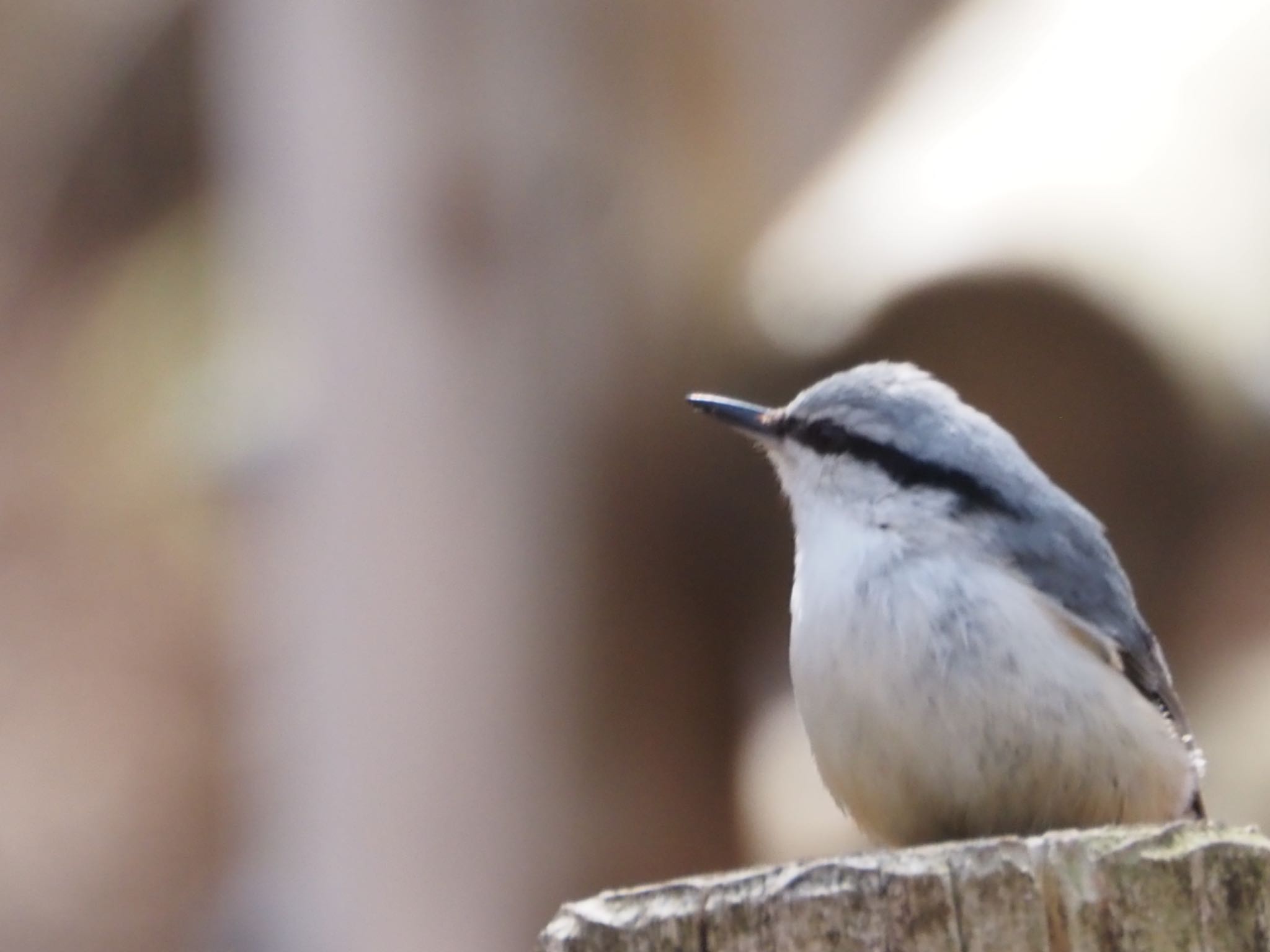 Photo of Eurasian Nuthatch at 伊香保森林公園 by ほーちゃん