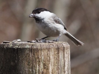 Willow Tit 伊香保森林公園 Sat, 4/13/2024