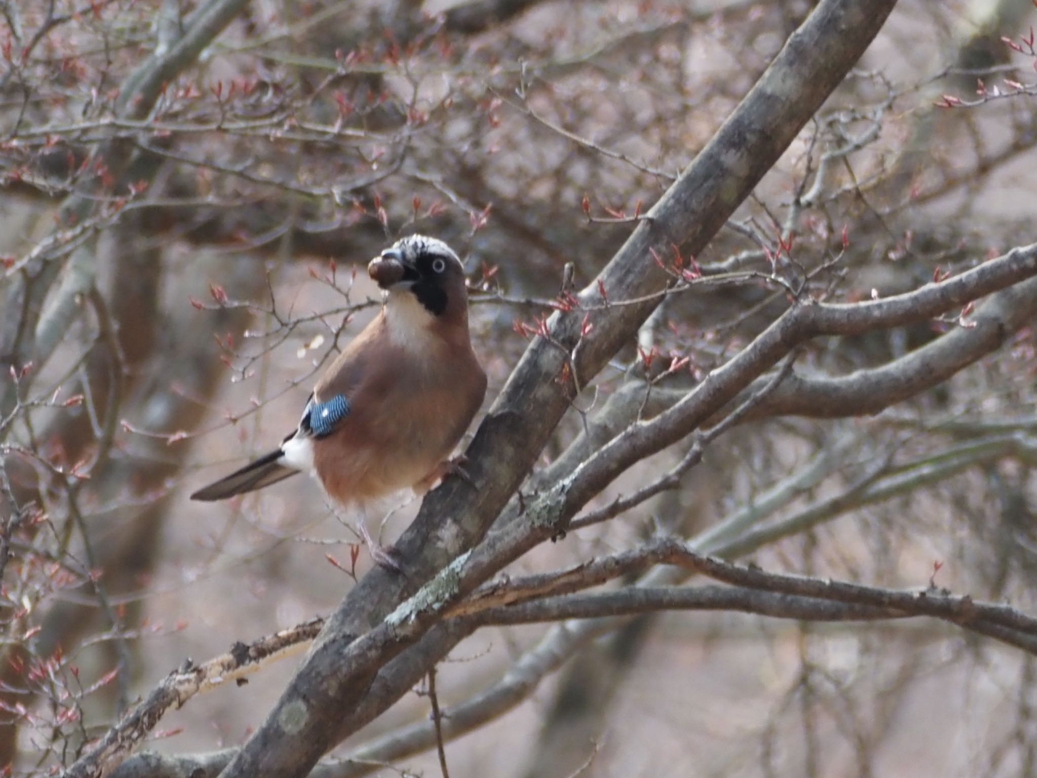 Photo of Eurasian Jay at 伊香保森林公園 by ほーちゃん