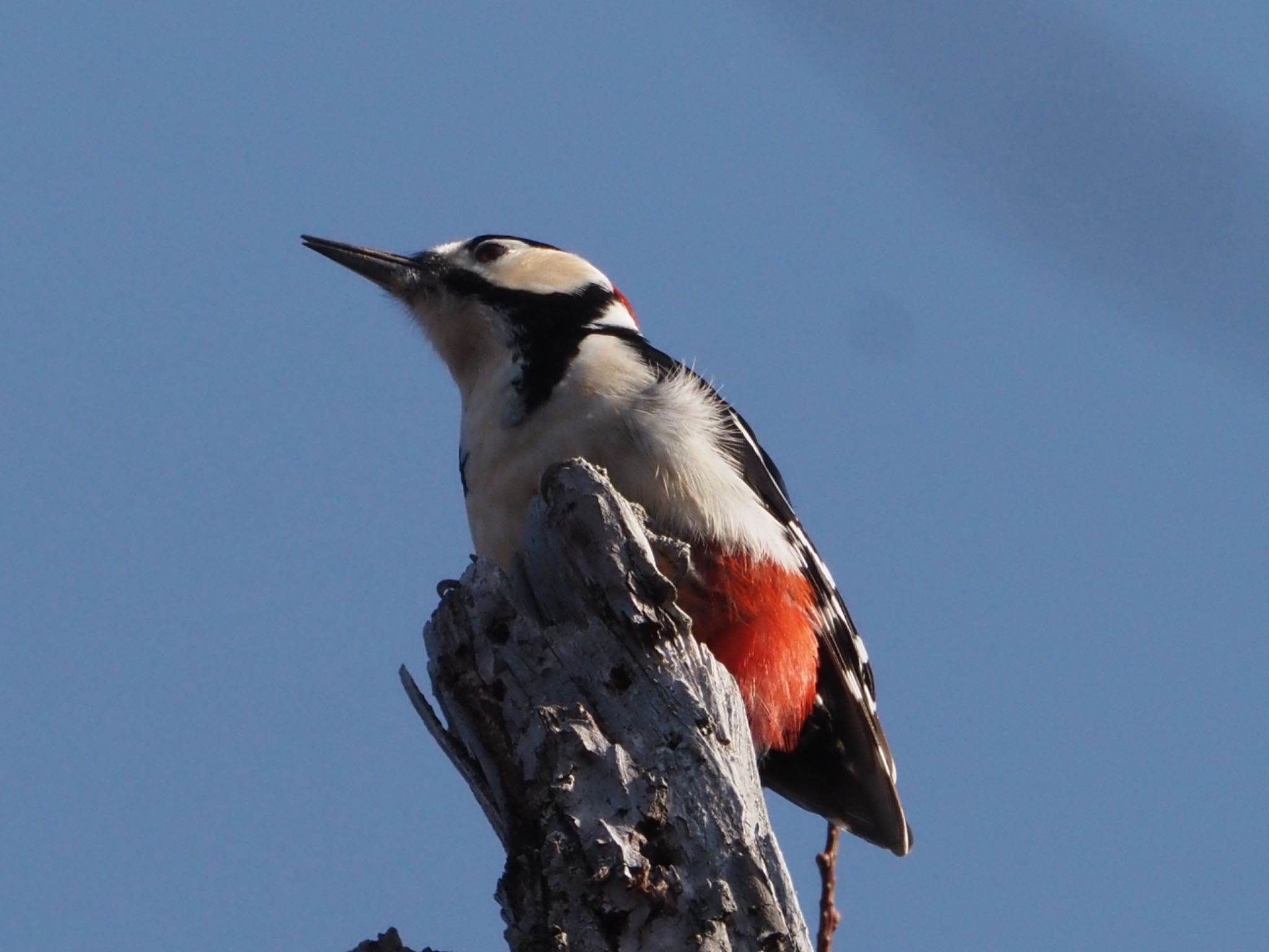 Photo of Great Spotted Woodpecker at Senjogahara Marshland by ほーちゃん