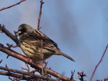 Masked Bunting Senjogahara Marshland Sun, 4/14/2024