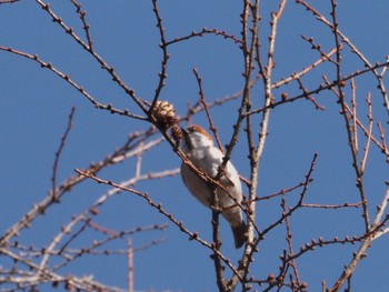 Russet Sparrow Senjogahara Marshland Sun, 4/14/2024