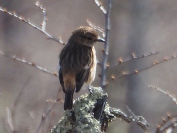 Amur Stonechat Senjogahara Marshland Sun, 4/14/2024