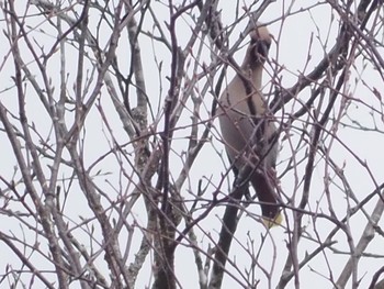 Bohemian Waxwing Senjogahara Marshland Sun, 4/14/2024