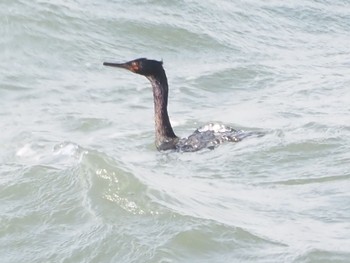 Pelagic Cormorant 御前崎海岸 Sat, 4/20/2024