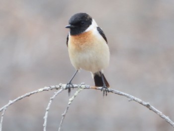 Amur Stonechat Senjogahara Marshland Sun, 4/14/2024