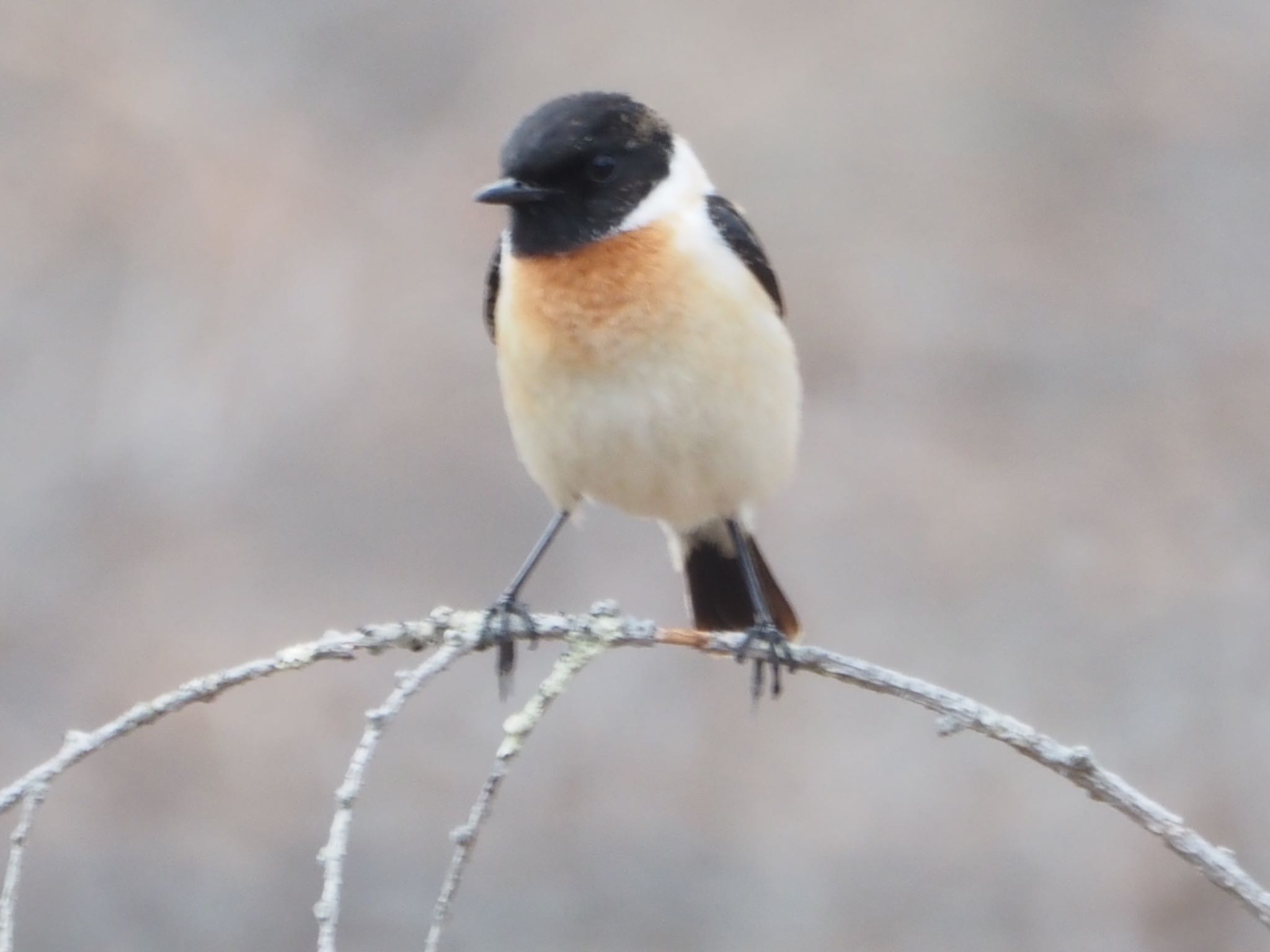 Photo of Amur Stonechat at Senjogahara Marshland by ほーちゃん