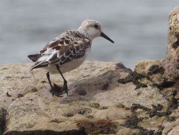 Sanderling 御前崎海岸 Sat, 4/20/2024