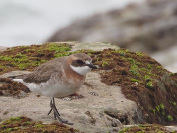 Siberian Sand Plover 御前崎海岸 Sat, 4/20/2024