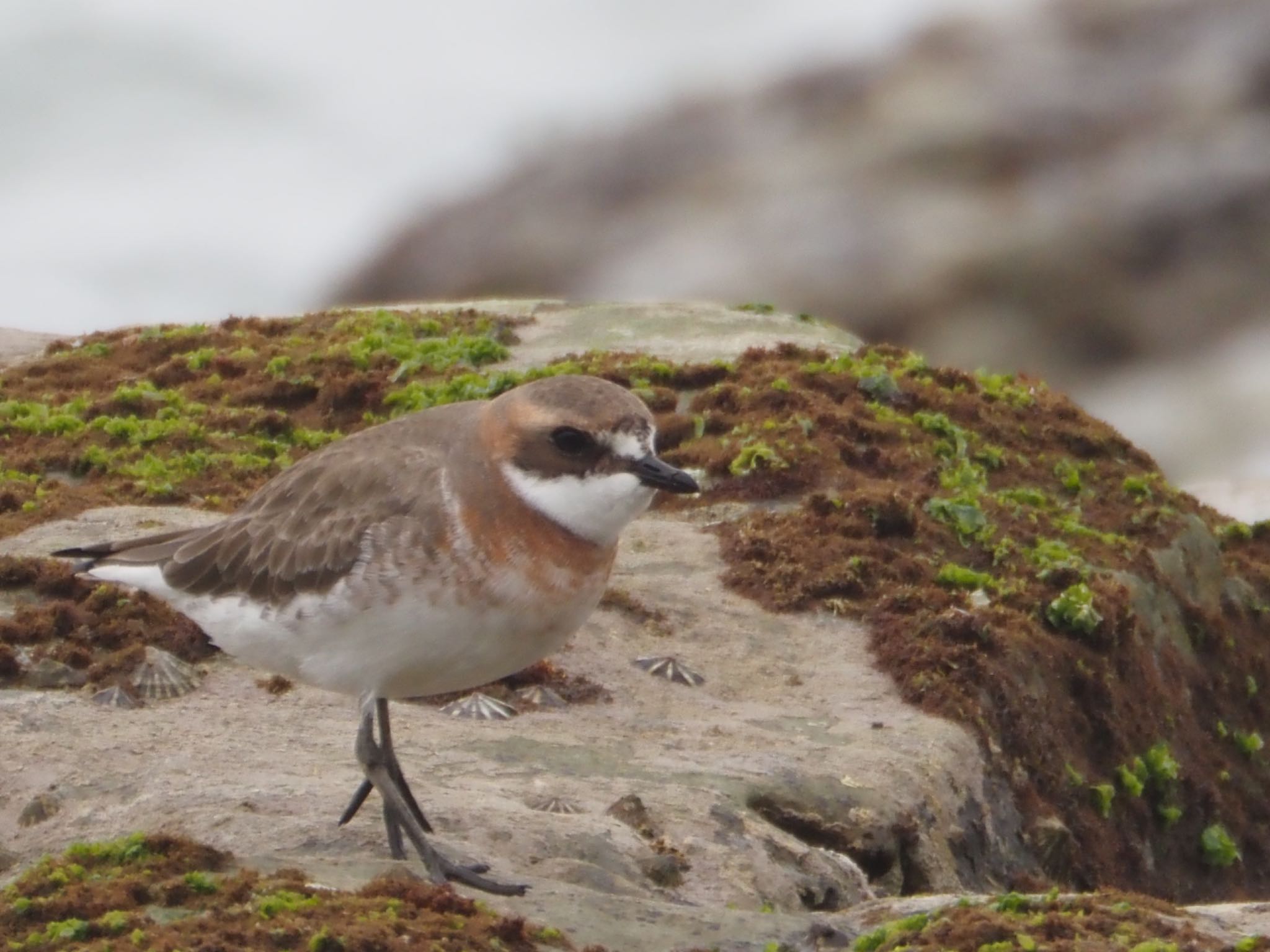 Photo of Siberian Sand Plover at 御前崎海岸 by ほーちゃん