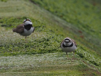 Little Ringed Plover 御前崎海岸 Sat, 4/20/2024