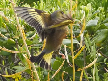 Grey-capped Greenfinch ふじのくに田子の浦港公園 Sun, 4/21/2024