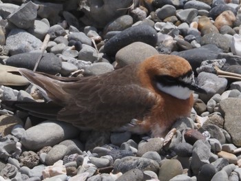 Little Ringed Plover 御前崎海岸 Sat, 4/20/2024