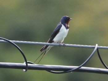 Barn Swallow 麻機遊水地 Sat, 4/20/2024