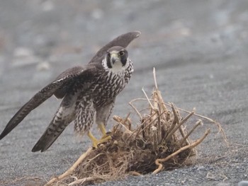 Peregrine Falcon 酒匂川河口 Sun, 4/21/2024