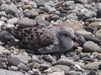 Sanderling 御前崎海岸 Sat, 4/20/2024