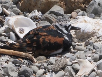 Ruddy Turnstone 御前崎海岸 Sat, 4/20/2024