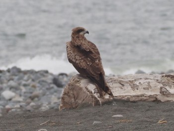 Black Kite 酒匂川河口 Sun, 4/21/2024