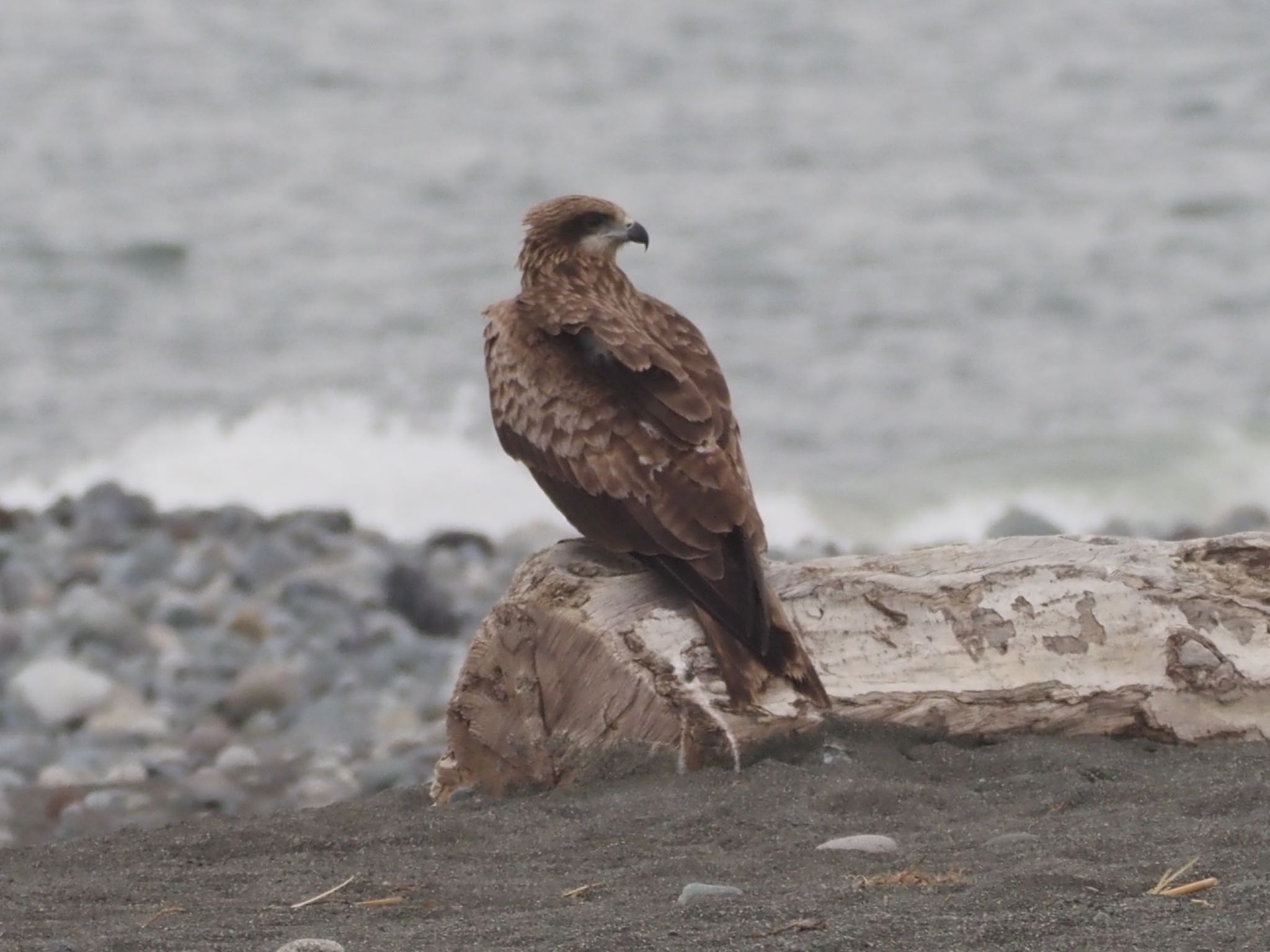 Photo of Black Kite at 酒匂川河口 by ほーちゃん