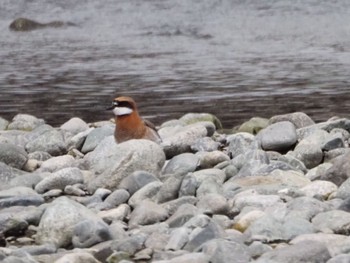 Little Ringed Plover 酒匂川河口 Sun, 4/21/2024