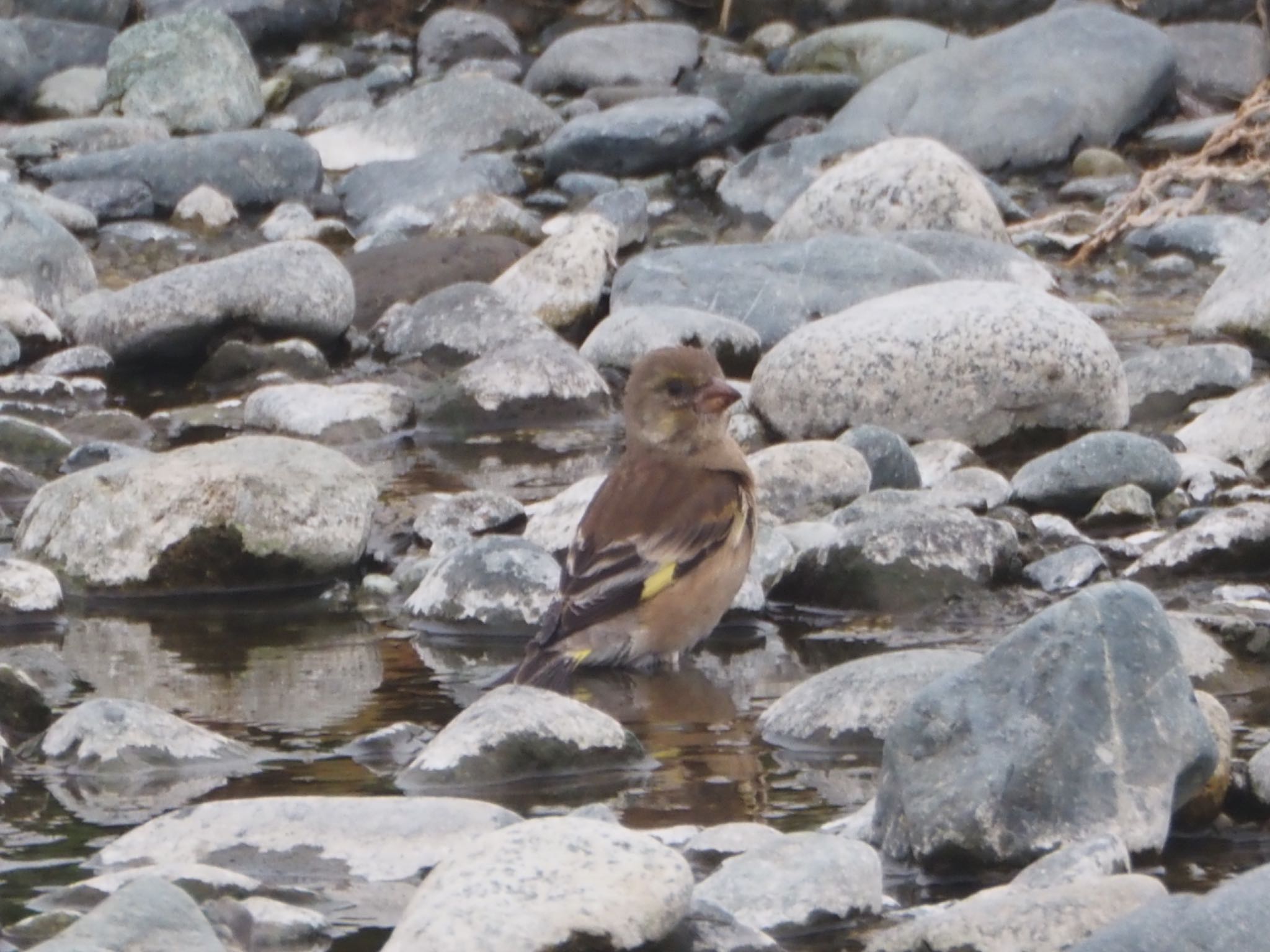 Photo of Grey-capped Greenfinch at 酒匂川河口 by ほーちゃん