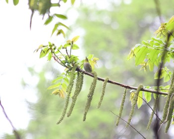 Warbling White-eye Hayatogawa Forest Road Mon, 4/22/2024