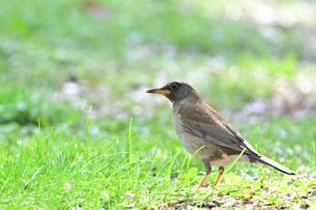 Pale Thrush 多摩市 Sun, 4/14/2024