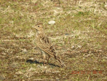 Eurasian Skylark 八王子市浅川 北浅川  川口川 Sun, 3/31/2024