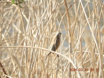 Common Reed Bunting 八王子市浅川 北浅川  川口川 Sun, 3/31/2024