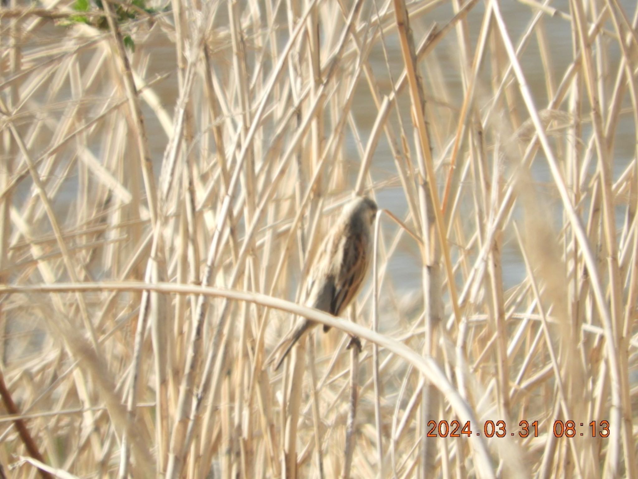 Common Reed Bunting