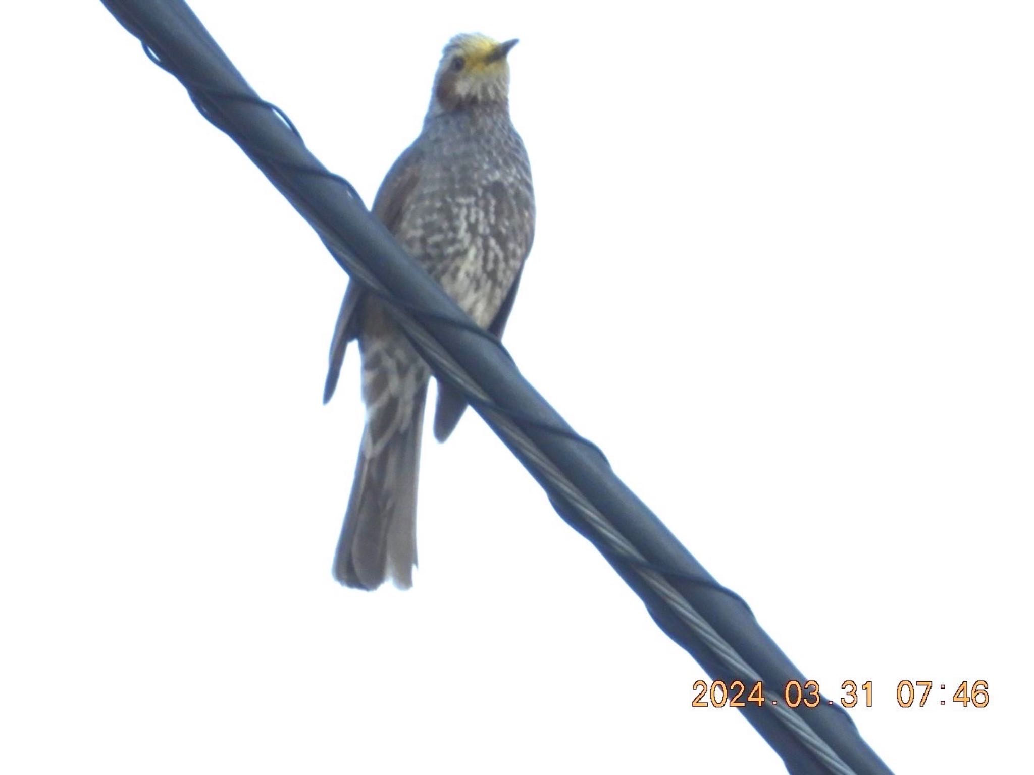 Brown-eared Bulbul