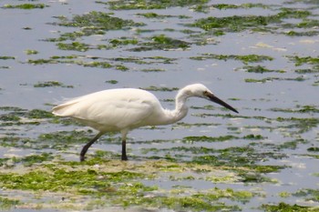 Great Egret Yatsu-higata Sun, 4/21/2024