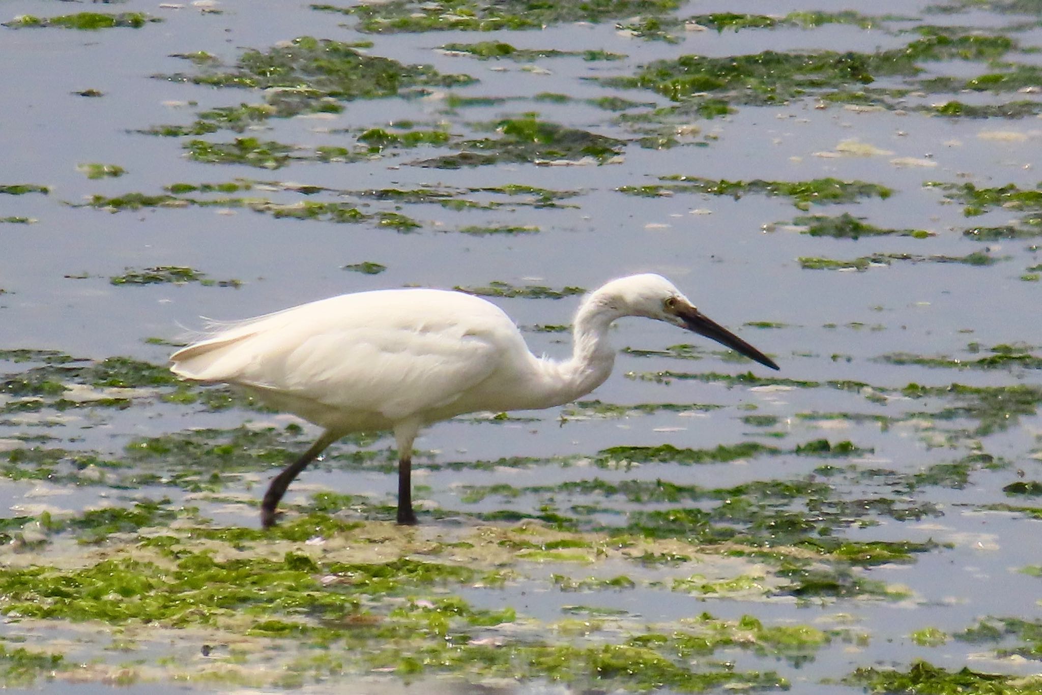 Photo of Great Egret at Yatsu-higata by KozBird