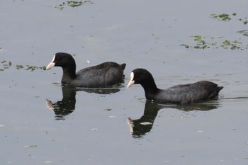 Eurasian Coot Yatsu-higata Sun, 4/21/2024