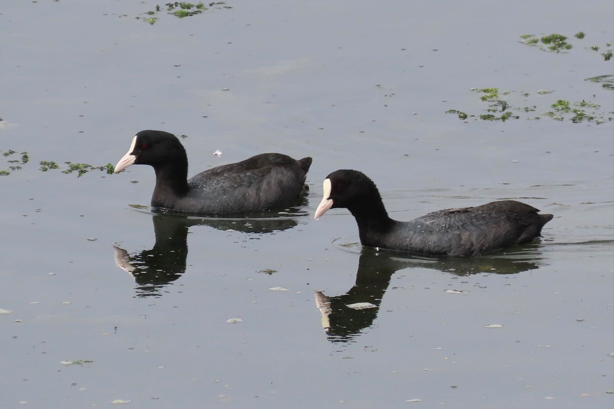 Photo of Eurasian Coot at Yatsu-higata by KozBird