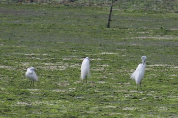 Little Egret Yatsu-higata Sun, 4/21/2024