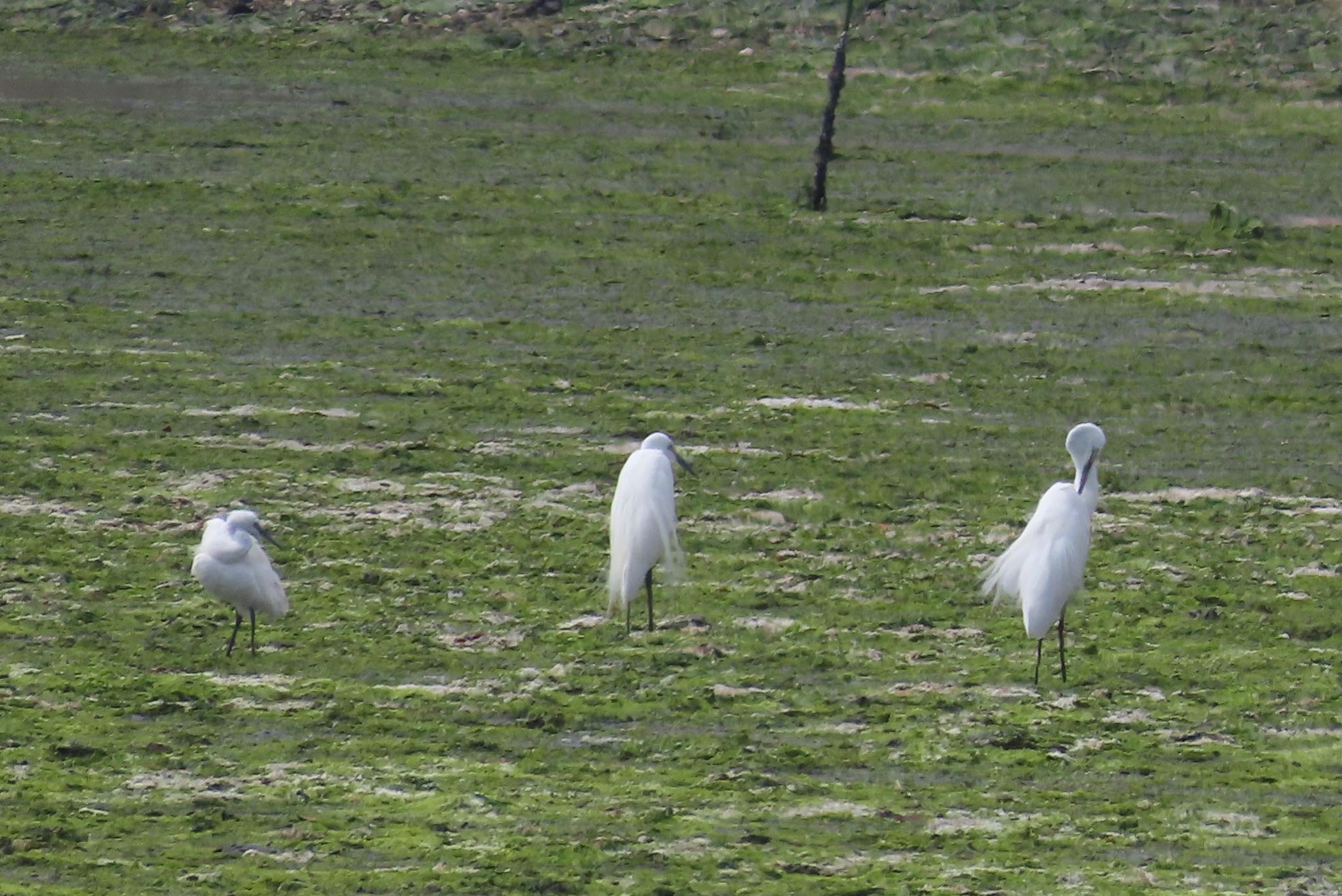 Little Egret