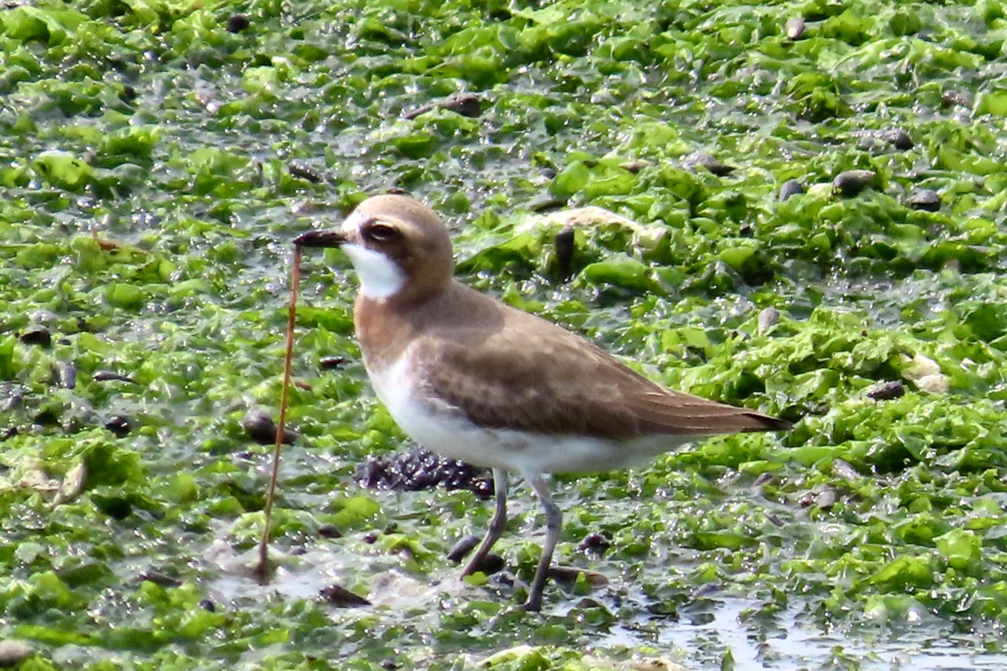 Siberian Sand Plover