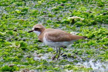 Siberian Sand Plover Yatsu-higata Sun, 4/21/2024