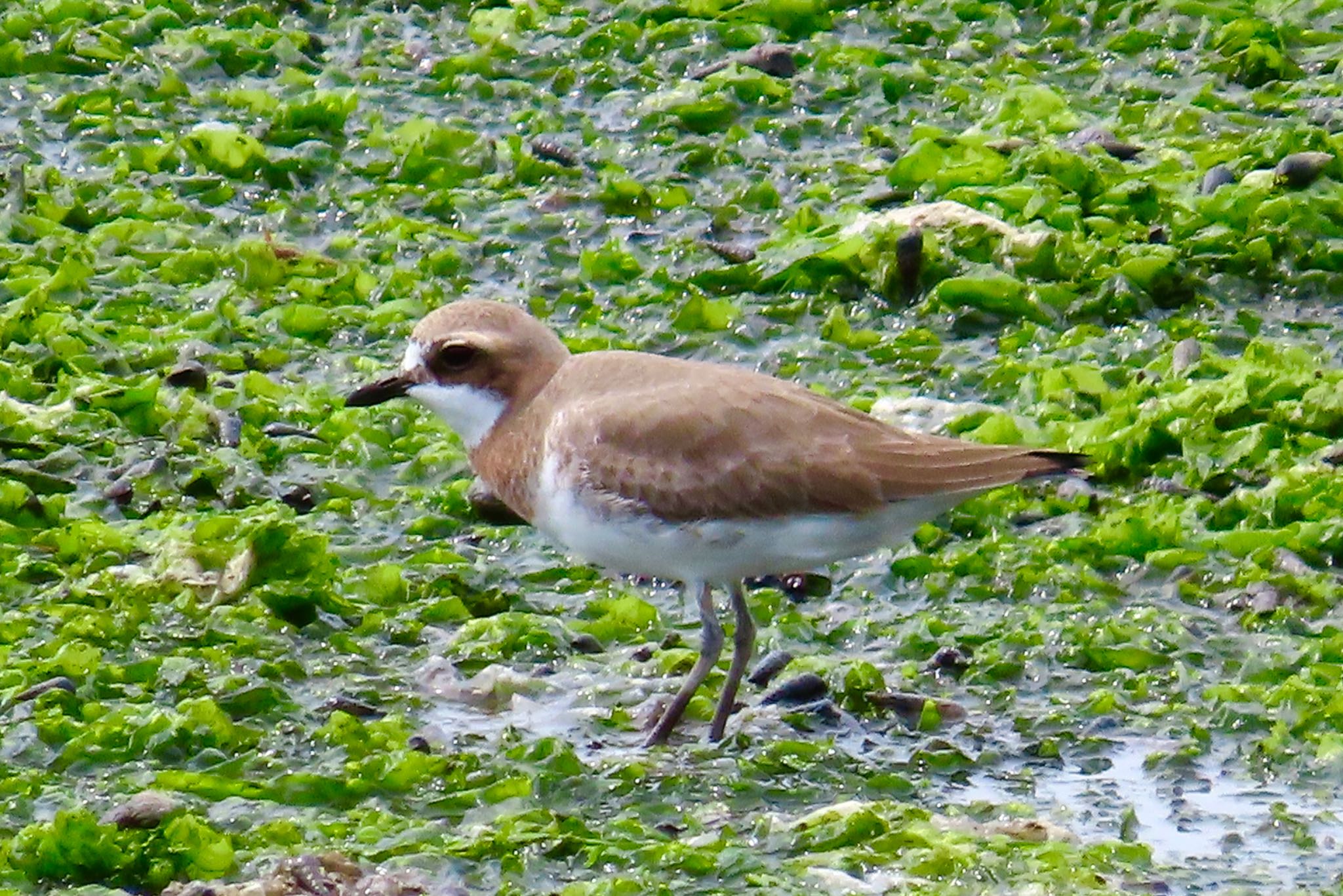 Siberian Sand Plover