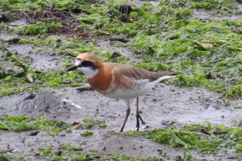 Siberian Sand Plover Yatsu-higata Sun, 4/21/2024