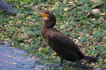 Great Cormorant Yatsu-higata Sun, 4/21/2024